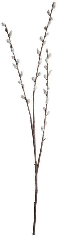 Palmkätzchenzweig, 80 cm online kaufen