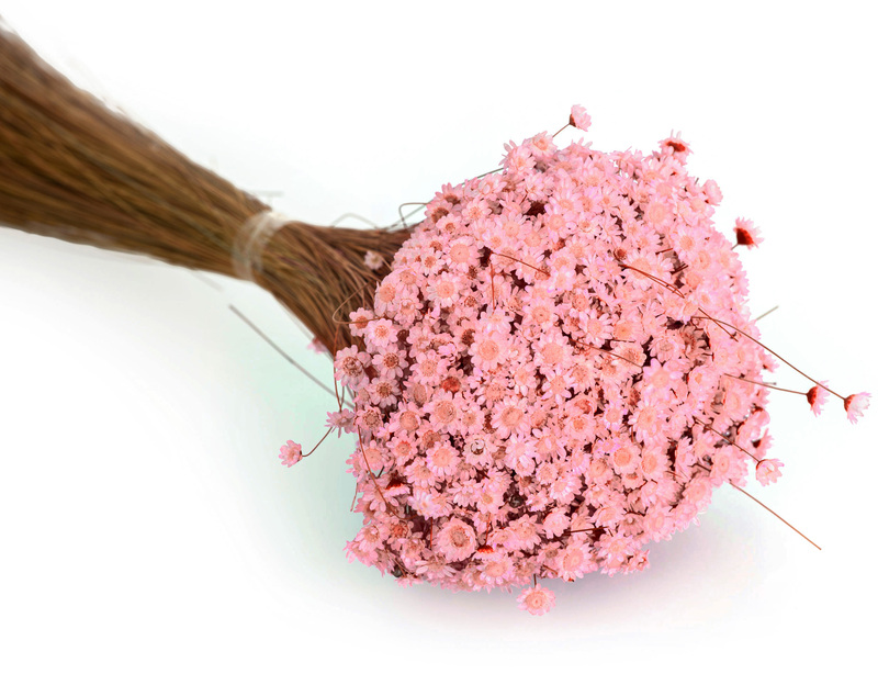 Trockenblumen Glixia, pink online kaufen