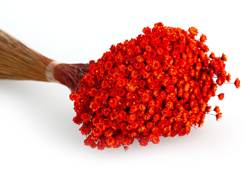 Trockenblumen Glixia, orange online kaufen