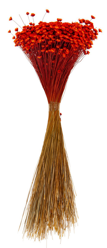 Trockenblumen Glixia, orange online kaufen
